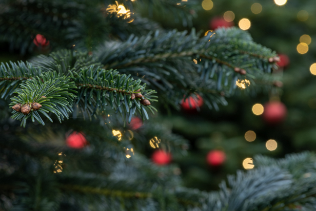 een close up van de tak van een kerstboom