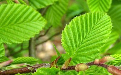 Bosplantsoen weer leverbaar!