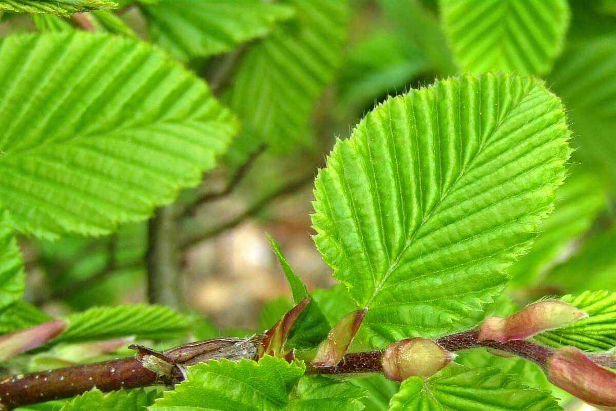 Bosplantsoen weer leverbaar!